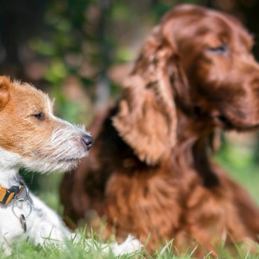 Funerária Pet em Inhaúma