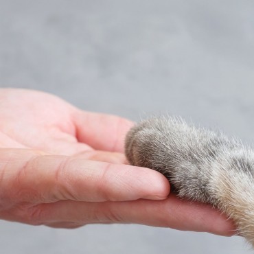 Funeral de Animais em Inhaúma