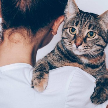 Funeral Pet em Inhaúma