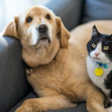 Sepultamento Pet Compartilhado em Inhaúma