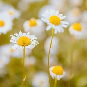 Cremação Pet Coletiva em Inhaúma