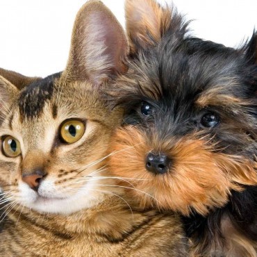 Cemitério Pet em Inhaúma